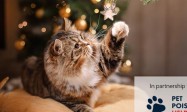 Why Does My Cat Attack Me Unprovoked？