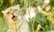 Why Tinsel Is a Holiday Pet Safety Hazard