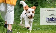 Why Tinsel Is a Holiday Pet Safety Hazard