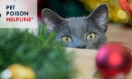 Why You Should Microchip Your Cat