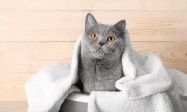 Why You Should Microchip Your Cat