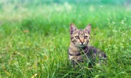 Why Tinsel Is a Holiday Pet Safety Hazard