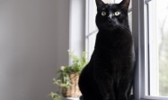 Why Is My Cat’s Face Swollen？