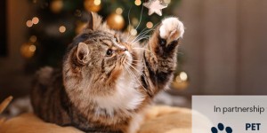 What You Need to Know Before Bringing Home a Rex Cat