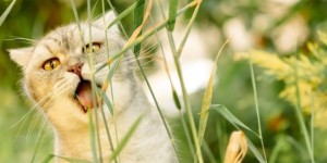 Why is My Cat Losing Weight？ Weight Loss in Cats