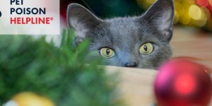 How To Get Rid of Cat Pee Smell