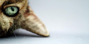 How Do Cats Communicate With Each Other？