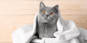 How To Get Rid of Cat Pee Smell