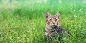 CBD Oil For Cats： What You Need to Know
