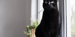 Is it Safe to Use Dog Flea and Tick Products on Cats？