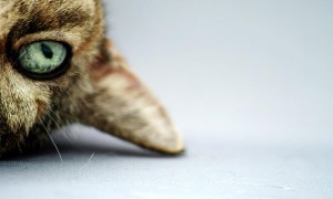 Do Dog Licks Heal Human Wounds? Separating Fact from Fiction