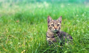 Why Is My Cat Pooping Outside the Litter Box？