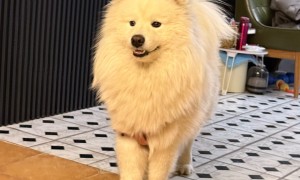 What’s wrong with a puppy suddenly feeling unwell?