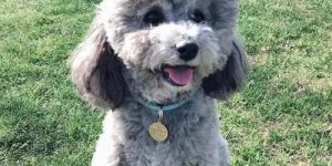 Poodle vs. Teddy Dog: Understanding the Differences