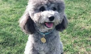 Poodle vs. Teddy Dog: Understanding the Differences