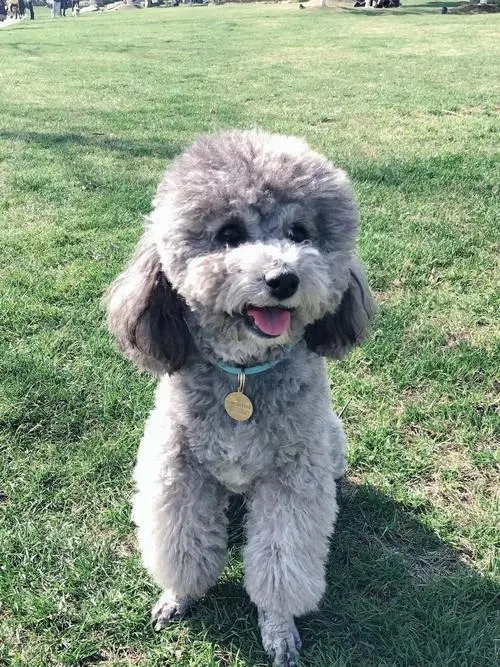 Poodle vs. Teddy Dog: Understanding the Differences