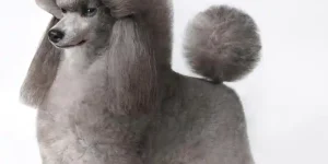 What Is the Temperament of a Poodle Like?