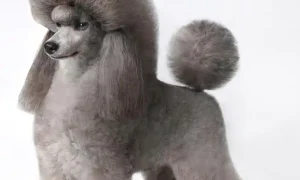What Is the Temperament of a Poodle Like?