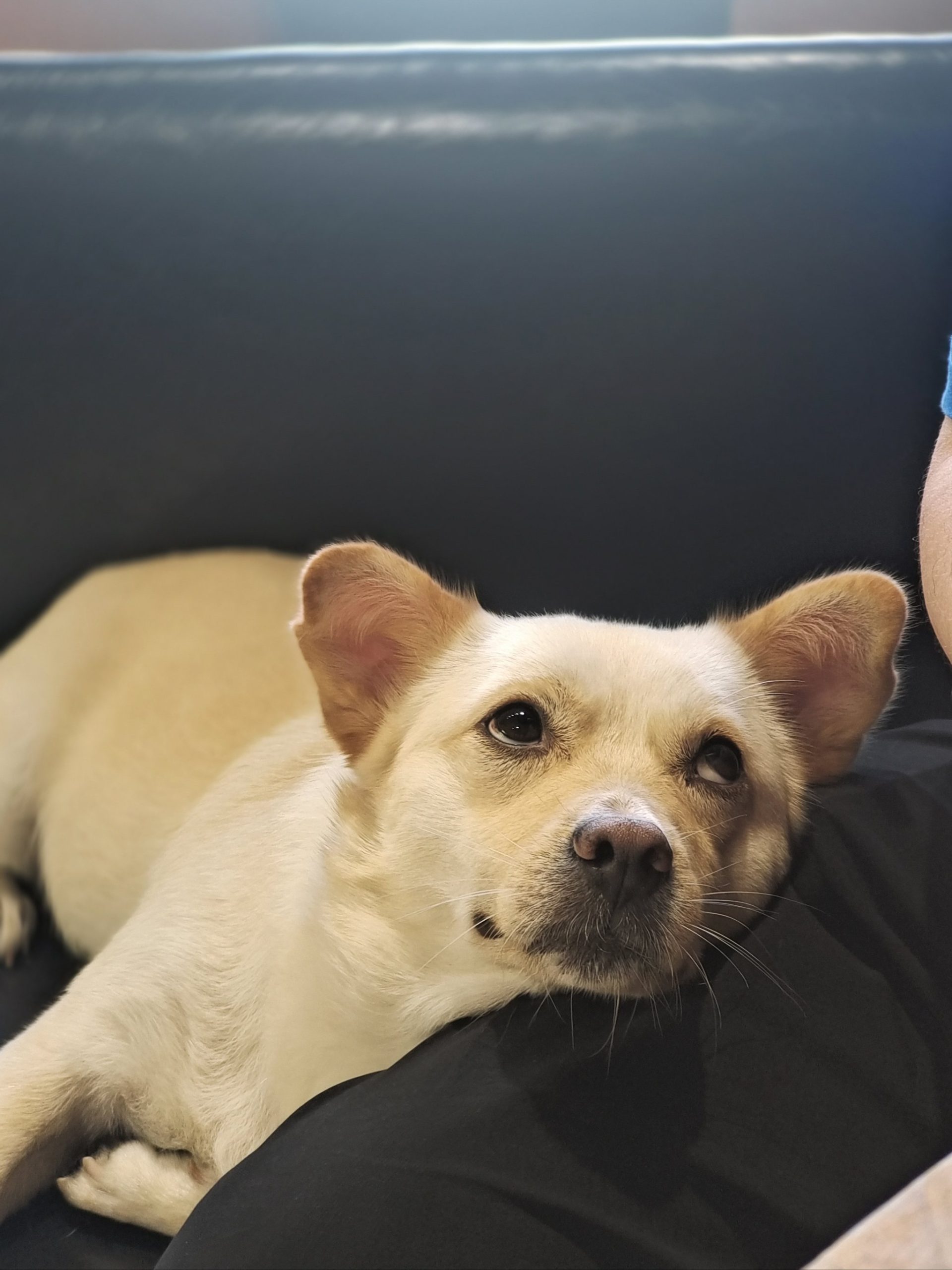 What Things Should Dogs Not Eat?