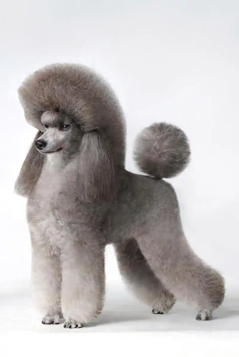 What Is the Temperament of a Poodle Like?