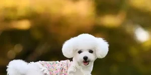 Are Poodles and Teddy Dogs the Same Breed?