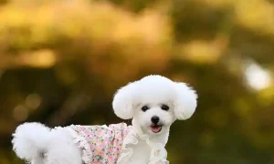 Are Poodles and Teddy Dogs the Same Breed?