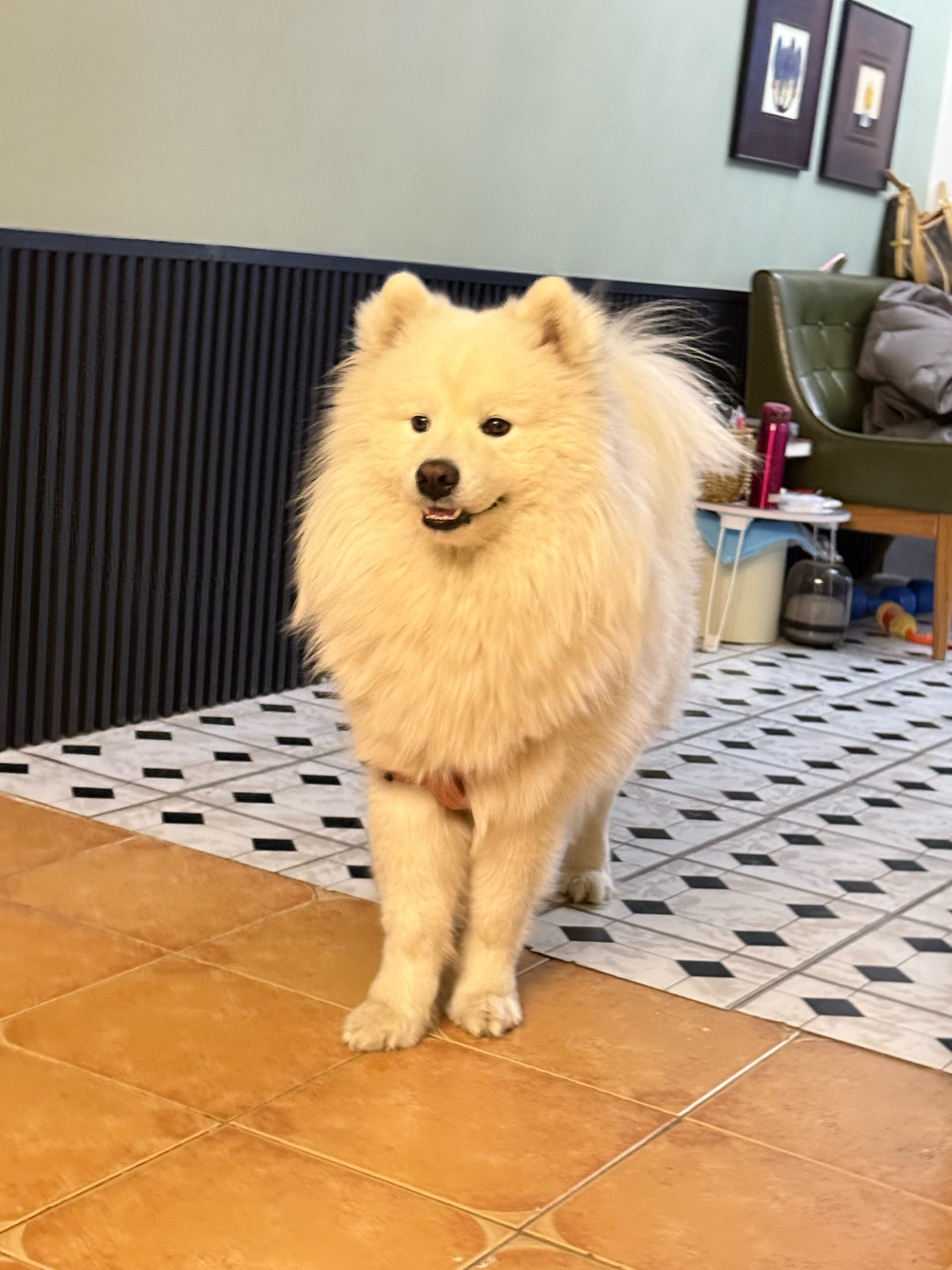 What's wrong with a puppy suddenly feeling unwell?