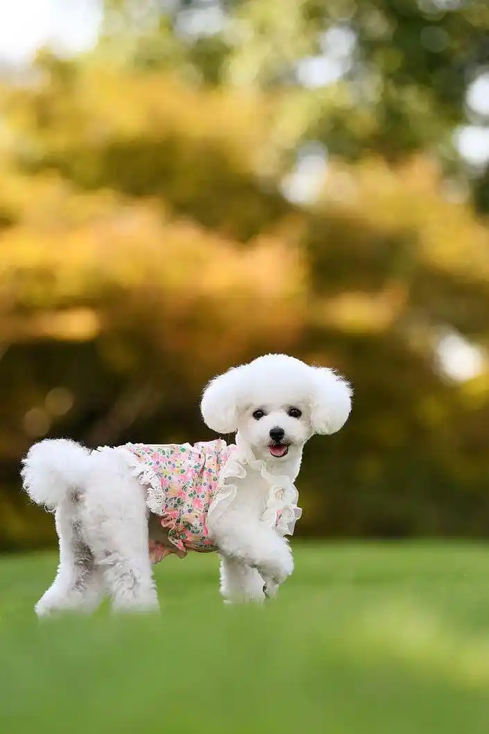 Are Poodles and Teddy Dogs the Same Breed?