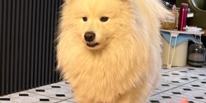 How to determine if a puppy is full?