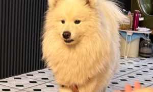How to determine if a puppy is full?