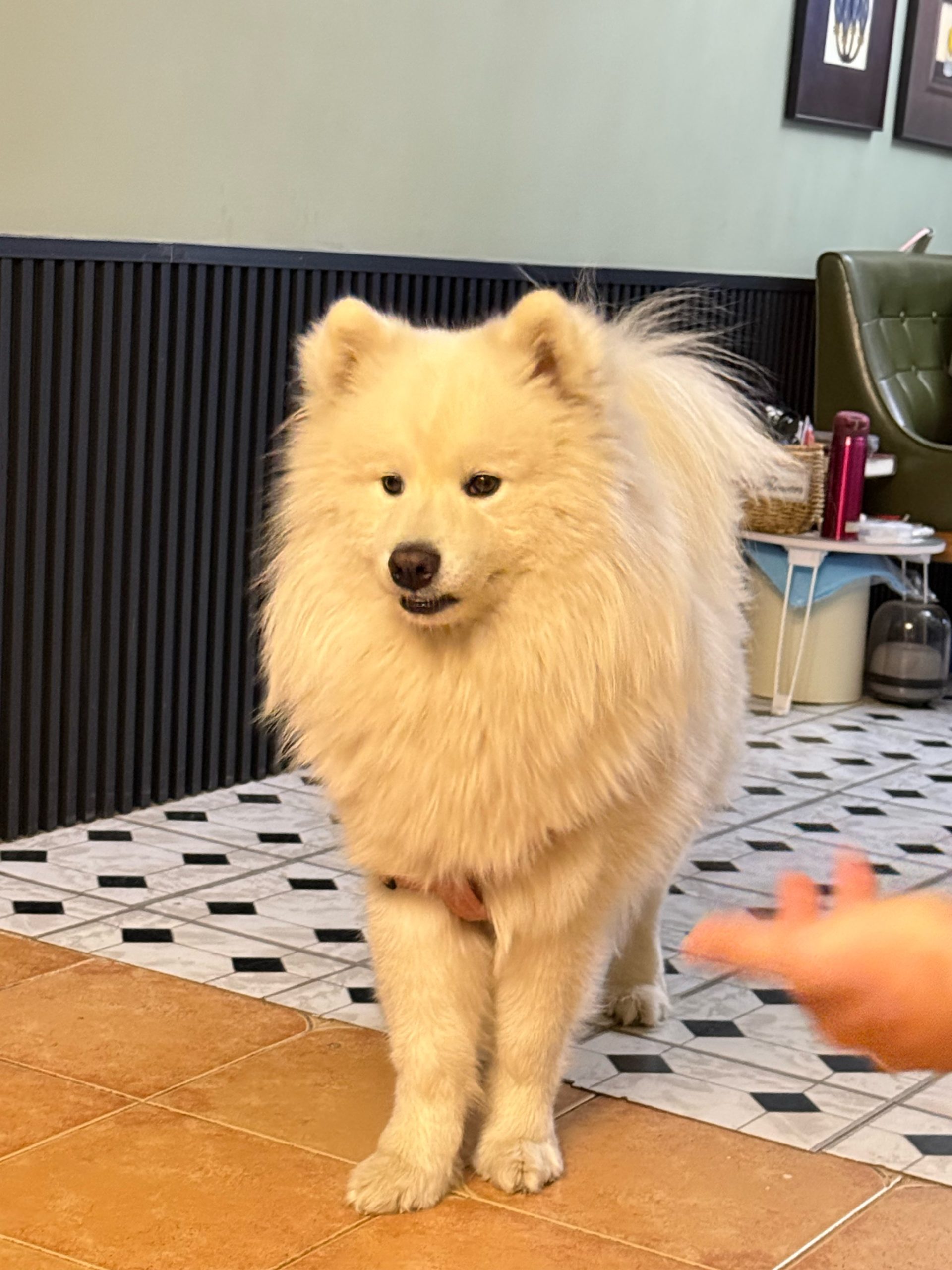 How to determine if a puppy is full?