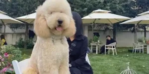 What Should Poodles Eat? Recommended Diet and Food Restrictions for Poodles