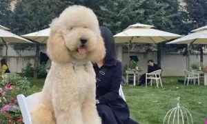 What Should Poodles Eat? Recommended Diet and Food Restrictions for Poodles