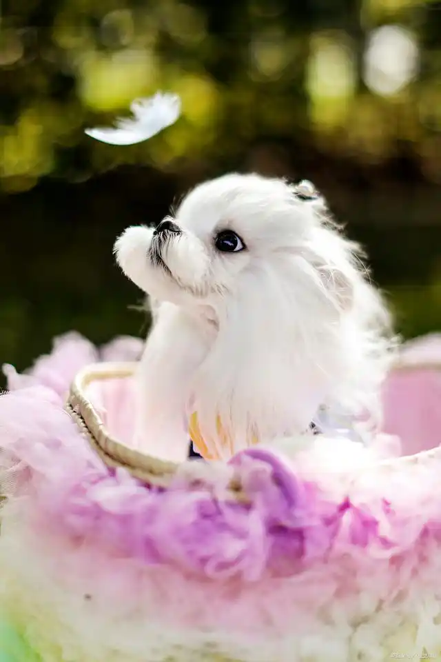 How to determine if a puppy is full?