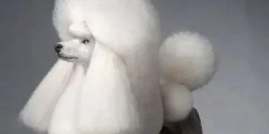 How Long Do Poodles Usually Live?