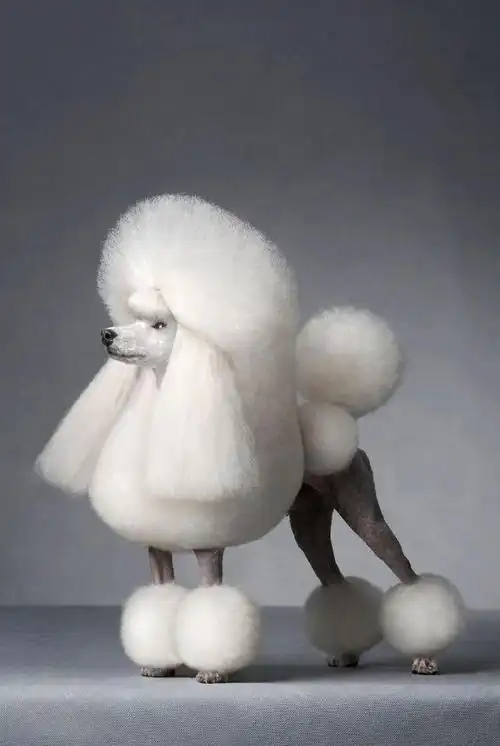How Long Do Poodles Usually Live?