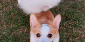 What do dogs eat and vomit?