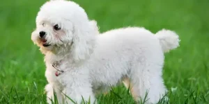 Pros and Cons of Owning a Poodle