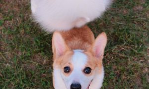 What do dogs eat and vomit?