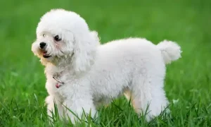 Pros and Cons of Owning a Poodle
