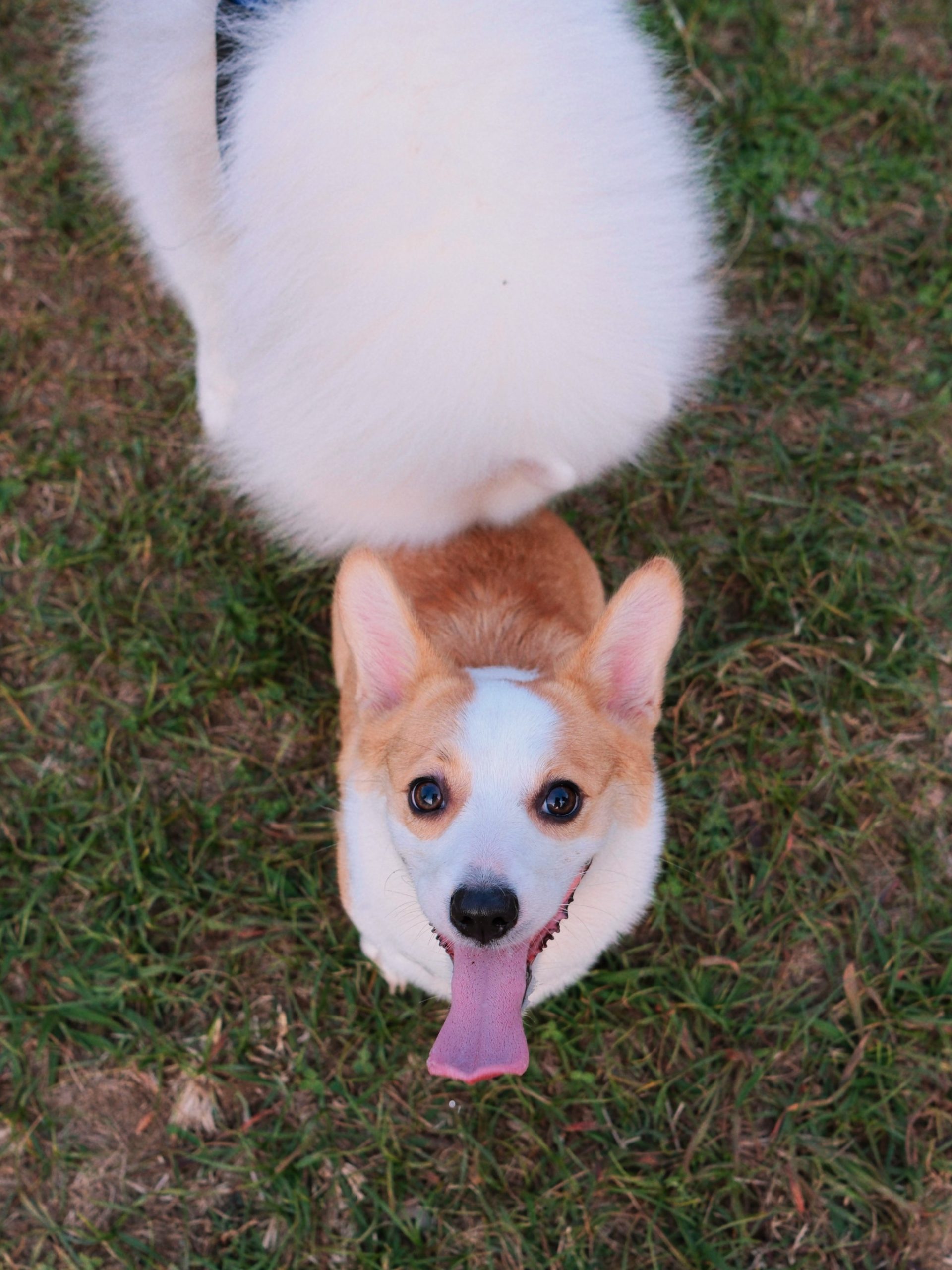 What do dogs eat and vomit?