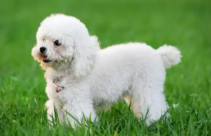 Pros and Cons of Owning a Poodle