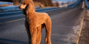 Why Poodles May Not Be the Best Choice for Every Owner