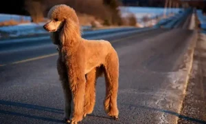 Why Poodles May Not Be the Best Choice for Every Owner