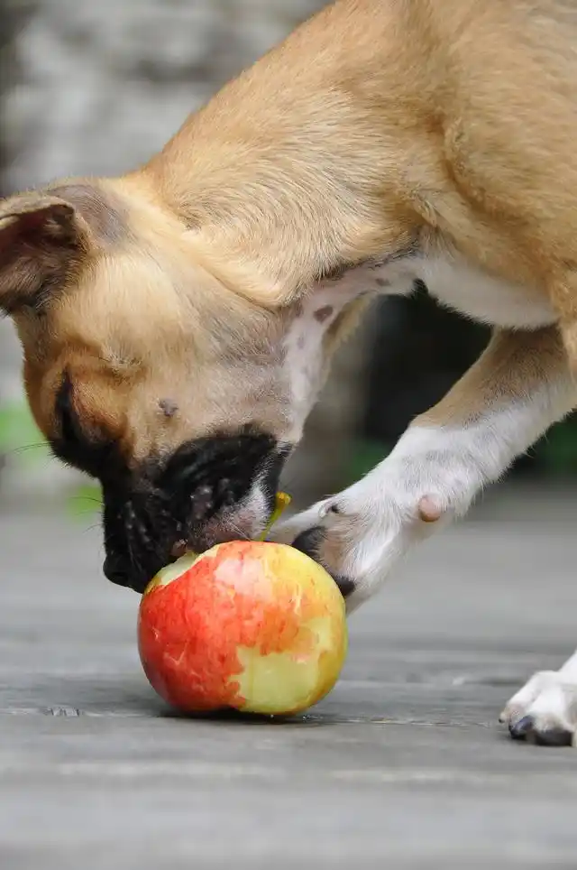 What do dogs eat and vomit?