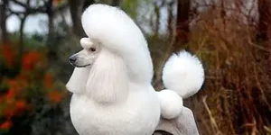 What foods are harmful to poodles?