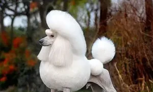 What foods are harmful to poodles?