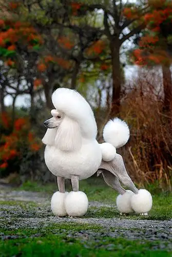 What foods are harmful to poodles?