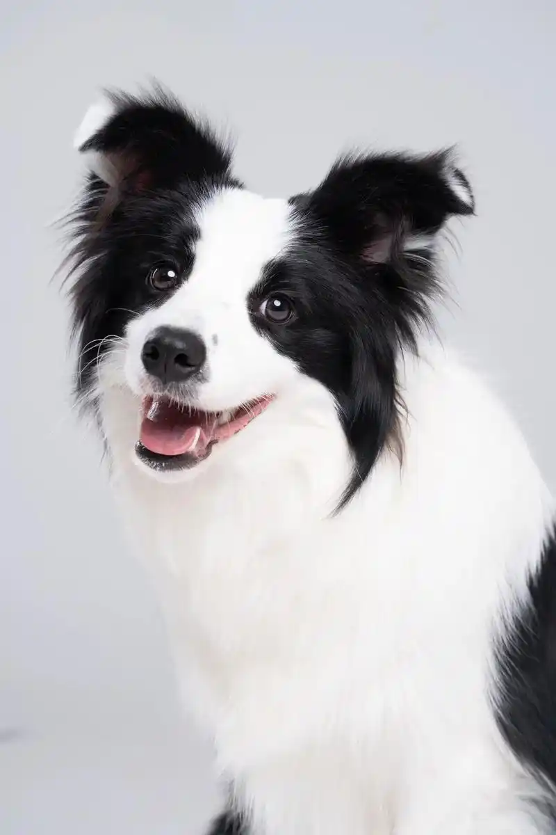 What do dogs eat and vomit?