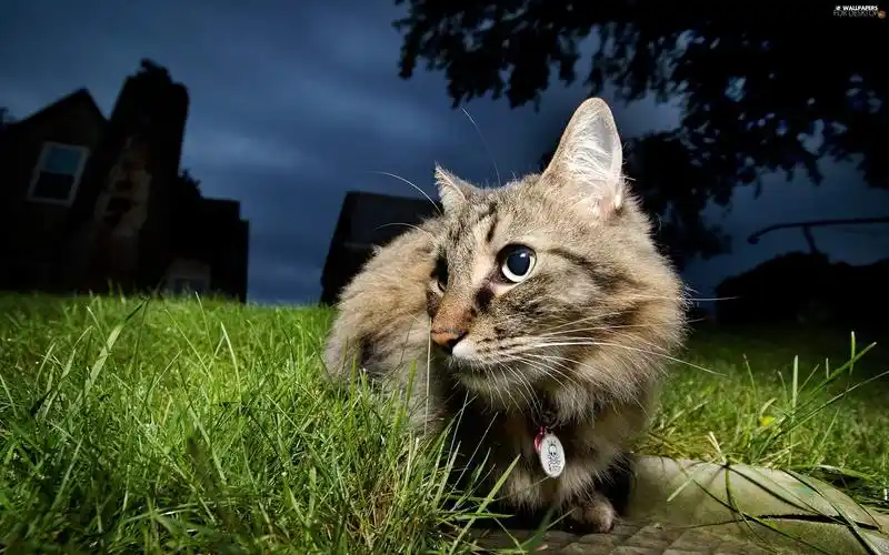 What Breeds of Cats Are There